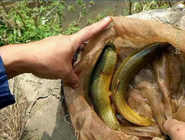 臺(tái)灣泥鰍魚(yú)苗價(jià)格臺(tái)灣泥鰍魚(yú)苗供應(yīng)商臺(tái)灣泥鰍魚(yú)苗直銷(xiāo)
