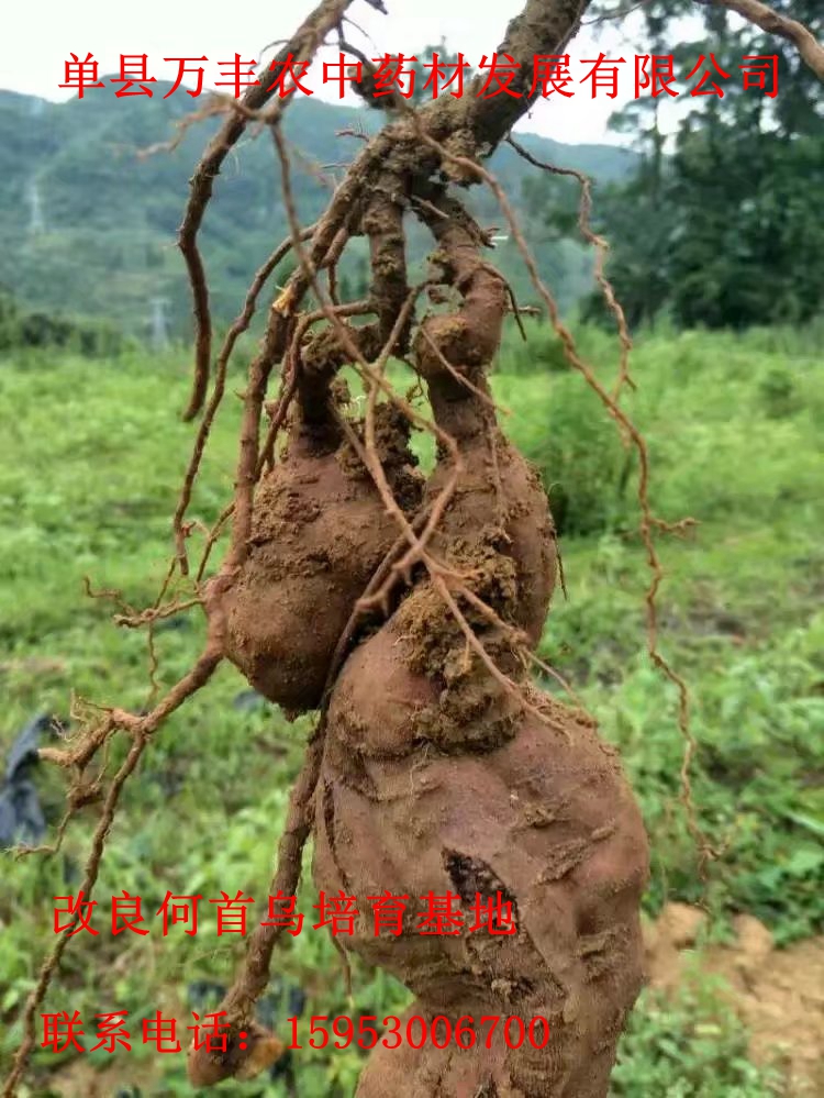 改良何首烏種苗批發(fā)量大從優(yōu)質(zhì)量保