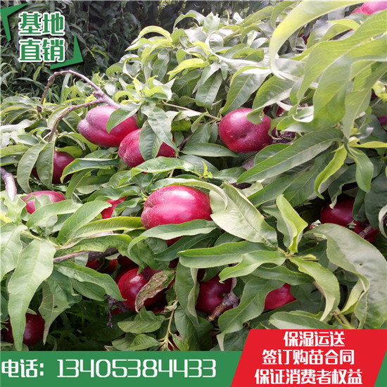魯星一號(hào)油桃苗多少錢一棵 魯星一號(hào)油桃苗哪里便宜 魯星一號(hào)油桃苗哪有賣