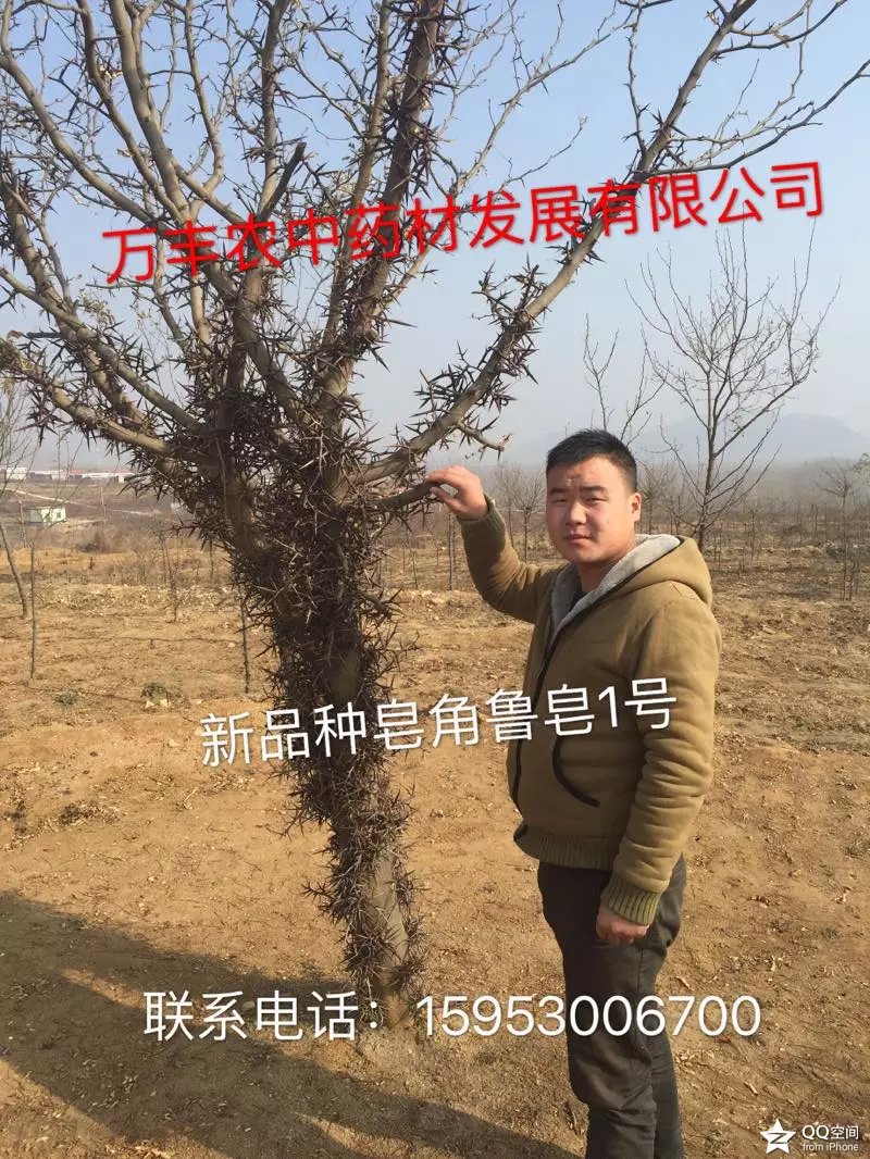 皂角樹  魯皂一號