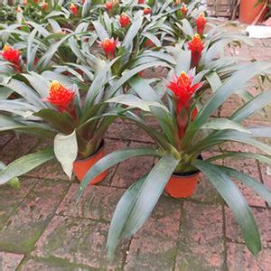 合肥辦公室綠植租賃 合肥辦公室綠植租賃，廠家，價格