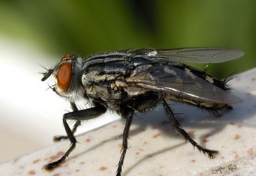深圳專業(yè)除四害聯(lián)系電話  深圳專業(yè)除四害服務(wù)公司 除四害服務(wù)價(jià)格