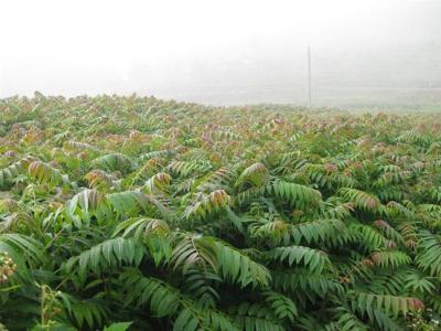 山西香椿樹種植@河基地北香椿樹批發(fā)@貴州香椿樹