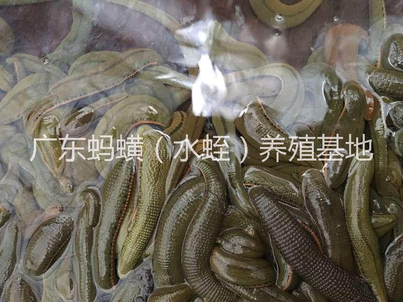供應(yīng)湖南菲牛蛭種苗/水蛭螞蟥種苗/菲牛蛭種苗出售