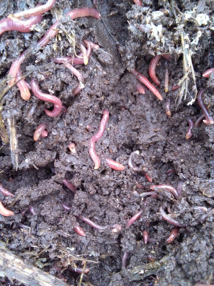蚯蚓批發(fā)基地江華蚯蚓、江華蚯蚓批發(fā)、蚯蚓價格 江華蚯蚓批發(fā)基地