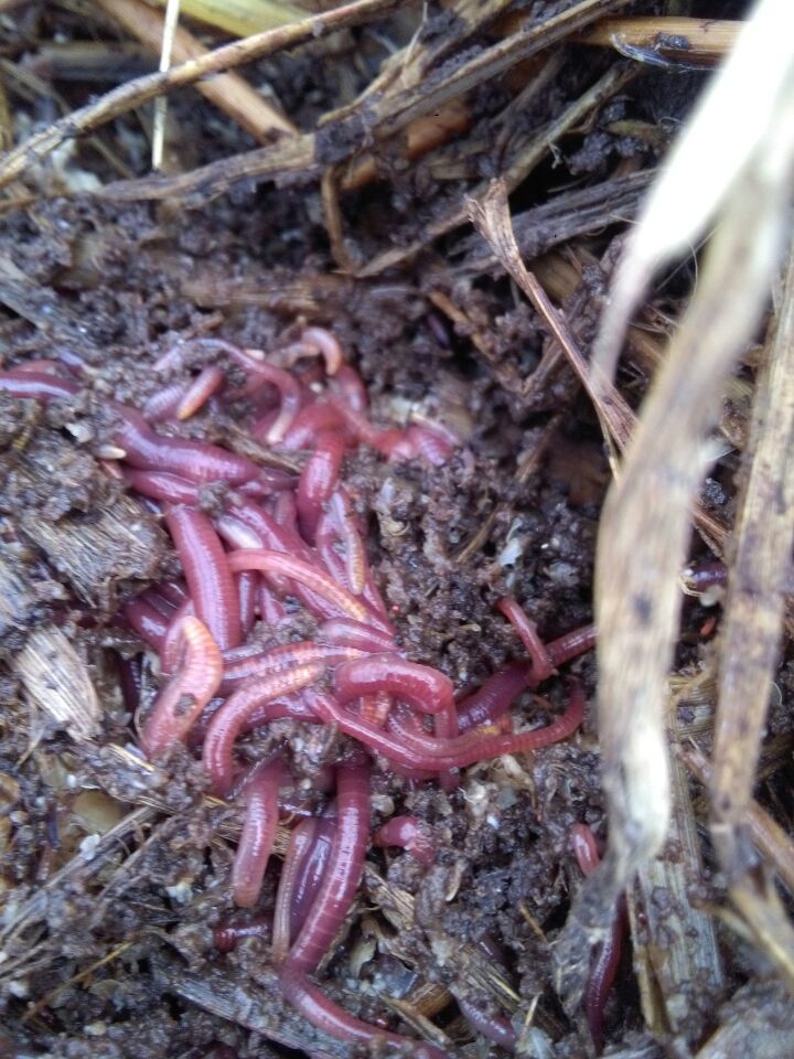 蚯蚓批發(fā)基地江華蚯蚓、江華蚯蚓批發(fā)、蚯蚓價格 江華蚯蚓批發(fā)基地