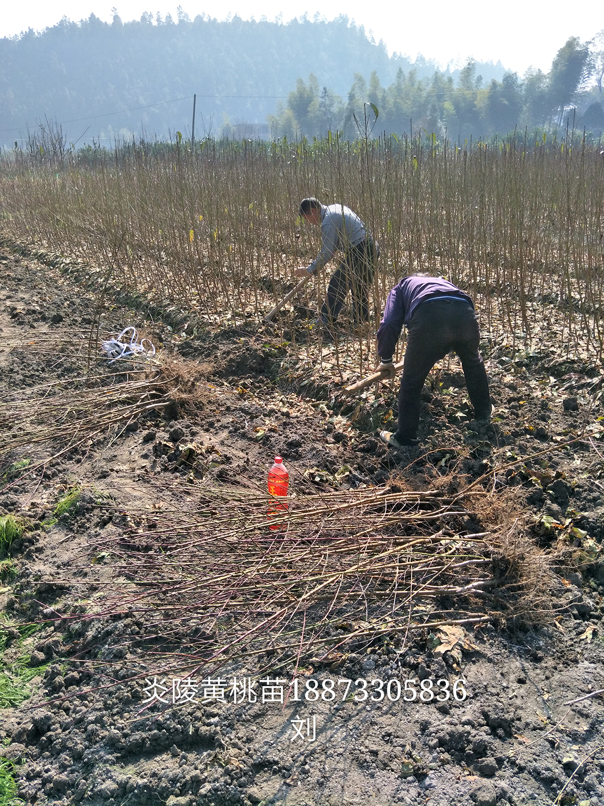 錦繡黃桃苗價(jià)格@錦繡黃桃苗供應(yīng)@錦繡黃桃苗種植基地