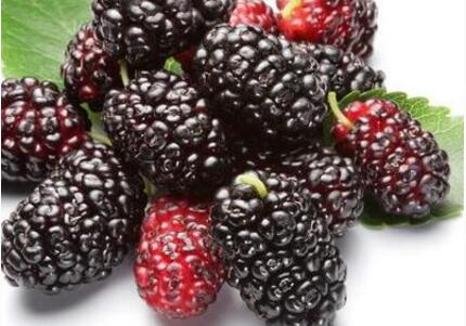 桑葚果粉 速溶果蔬粉 營養(yǎng)粉