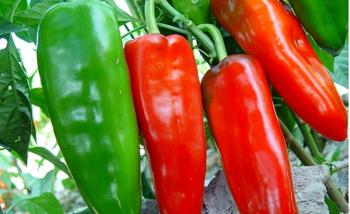 河北廠家種植辣椒   各種蔬菜種植銷售