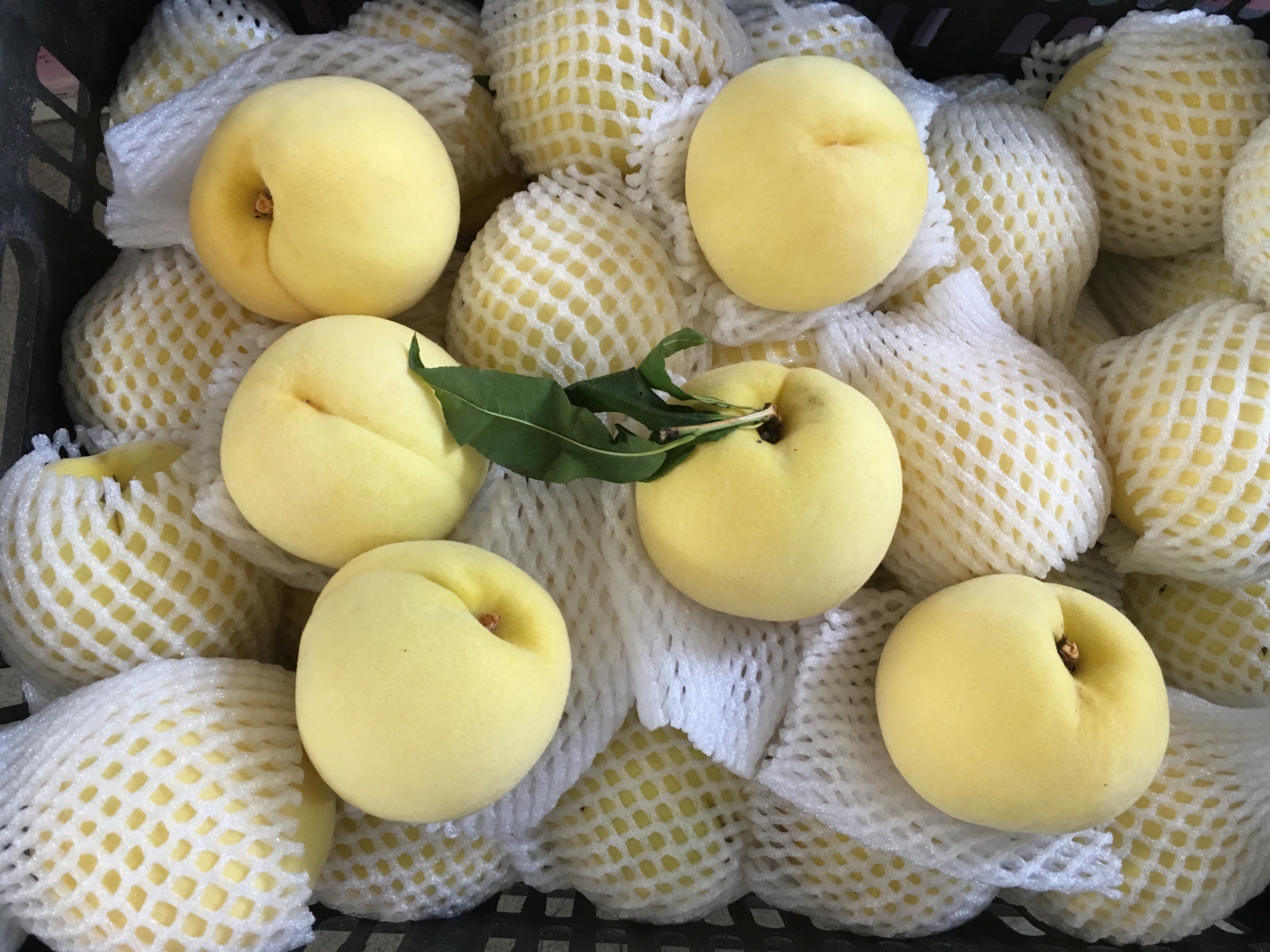 新品種黃桃@炎陵黃桃批發(fā)價格@炎陵黃桃多少錢斤