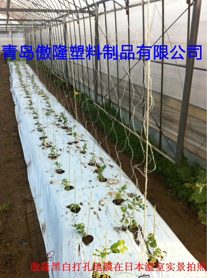 黑色防草打孔地膜 山東打孔防草地膜廠家 山東打孔防草地膜