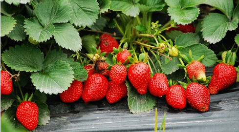 草莓粉 草莓汁粉 按照企標(biāo)加工 噴霧干燥QS HALAL資質(zhì) 草莓提取物粉