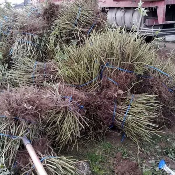 藤本月季 爬墻類 紅色月季 南陽藤本月季裸根苗 *大叔  安徽藤本月季裸根苗