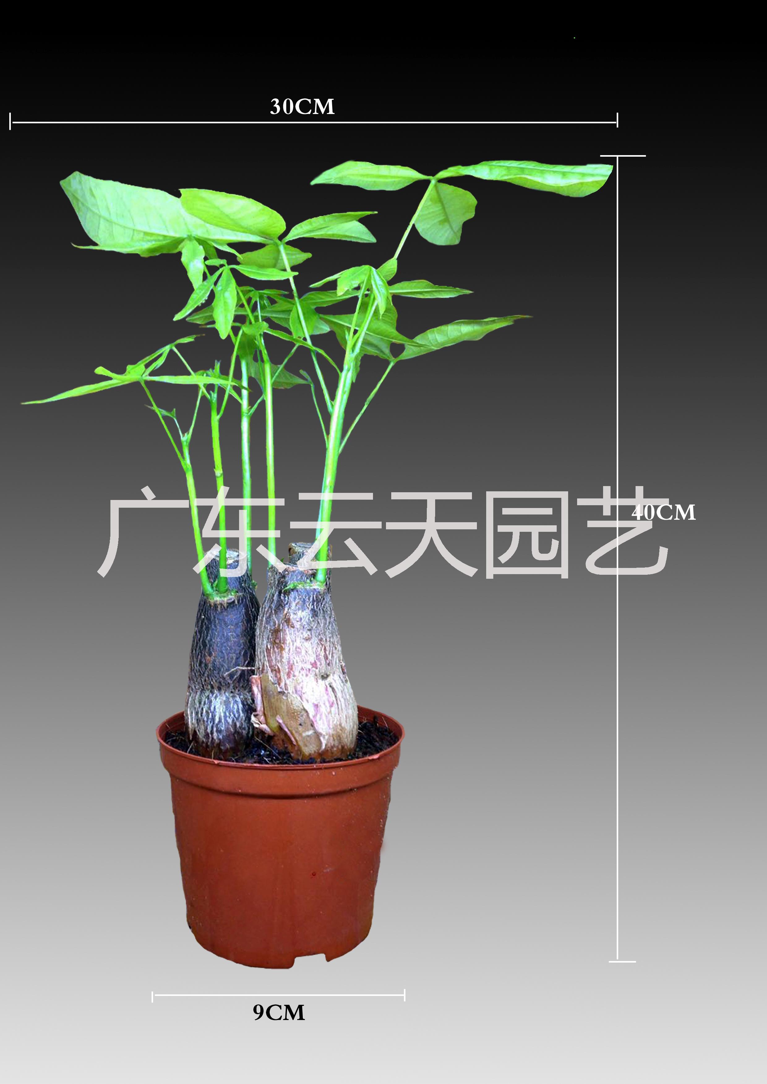 湛江批發(fā) 發(fā)財(cái)樹 盆栽 樹苗