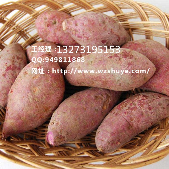河北龍薯9號紅薯品種 河北龍薯9號批發(fā)