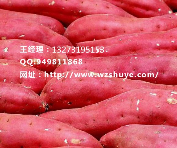 集寧紅薯種價(jià)格  河北濟(jì)薯22紅薯品種