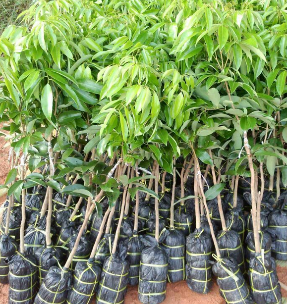 供應(yīng)無核荔枝 廣西荔枝 南方品種 *A4無核荔枝苗 荔枝批發(fā)