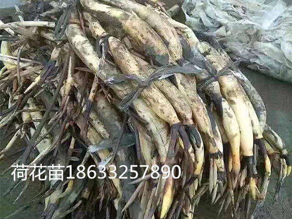 供應(yīng)銀川荷花苗_適合銀川地區(qū)生長的荷花苗-浮島水生植物種植公司