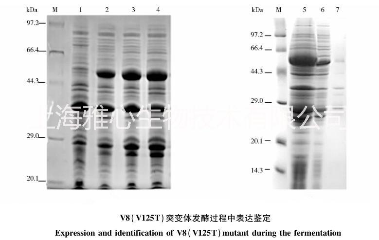 v8蛋白酶的蛋白質(zhì)測序