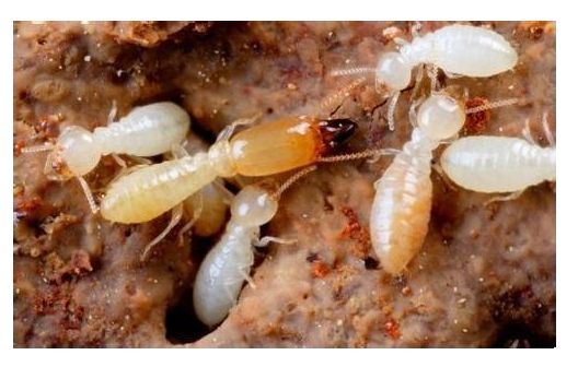 番禺蟲害防治 番禺蟲害防治價格 番禺蟲害防治多少錢 番禺蟲害防治怎么收費 番禺蟲害防 番禺蟲害防治公司