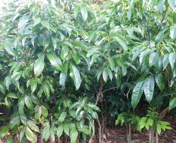 供應(yīng)無核荔枝 廣西荔枝 南方品種 *A4無核荔枝苗 荔枝批發(fā)