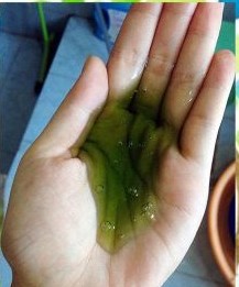 大桶散裝洗發(fā)水清爽洗發(fā)水 散裝清爽洗發(fā)水 大桶清爽洗發(fā)水 冰爽洗發(fā)水批發(fā) 大桶散裝洗發(fā)水哪家好 大桶散裝洗發(fā)水廠家直銷