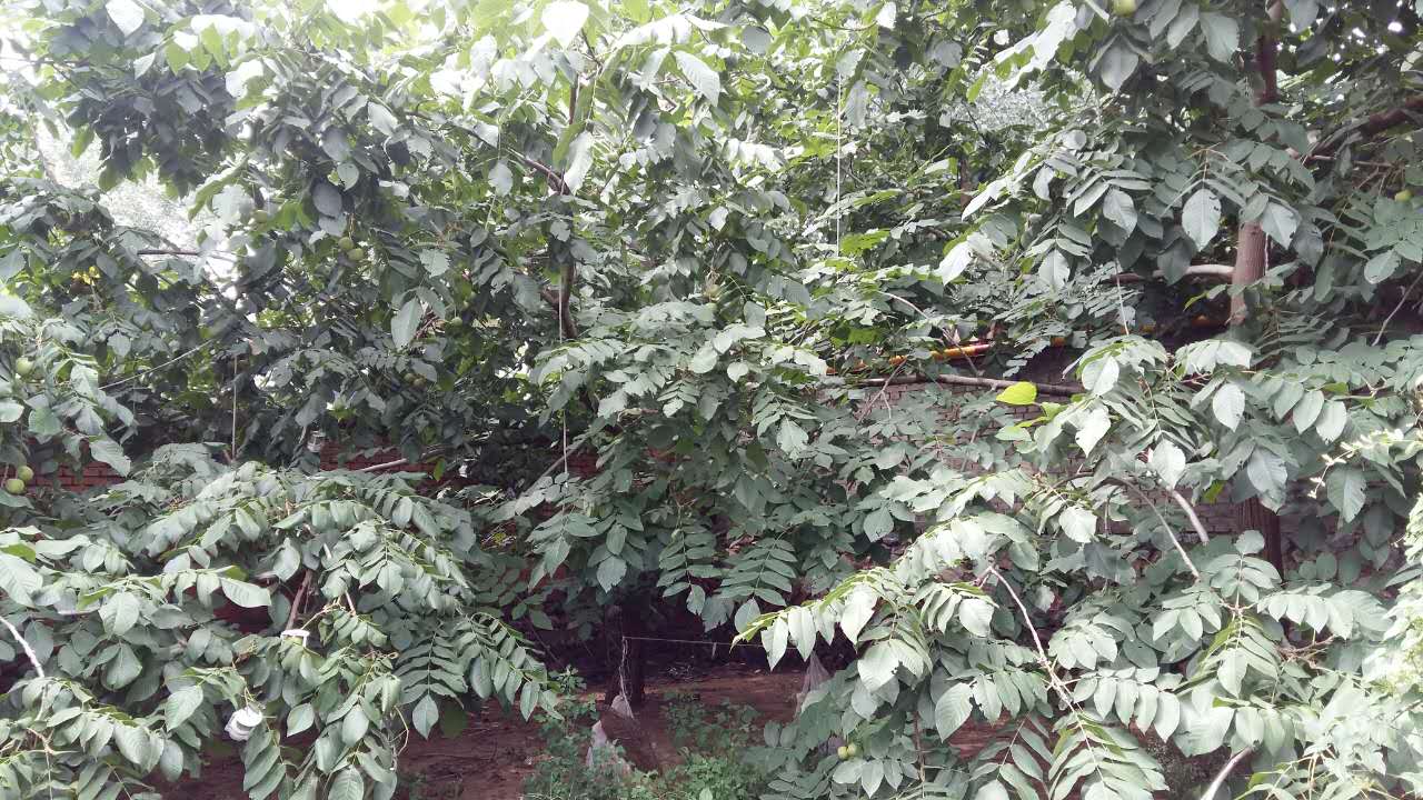 蘋果園文玩核桃 蘋果園文玩核桃青皮