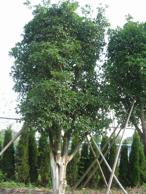丹桂樹(shù) 丹桂樹(shù)價(jià)格 丹桂樹(shù)供應(yīng)