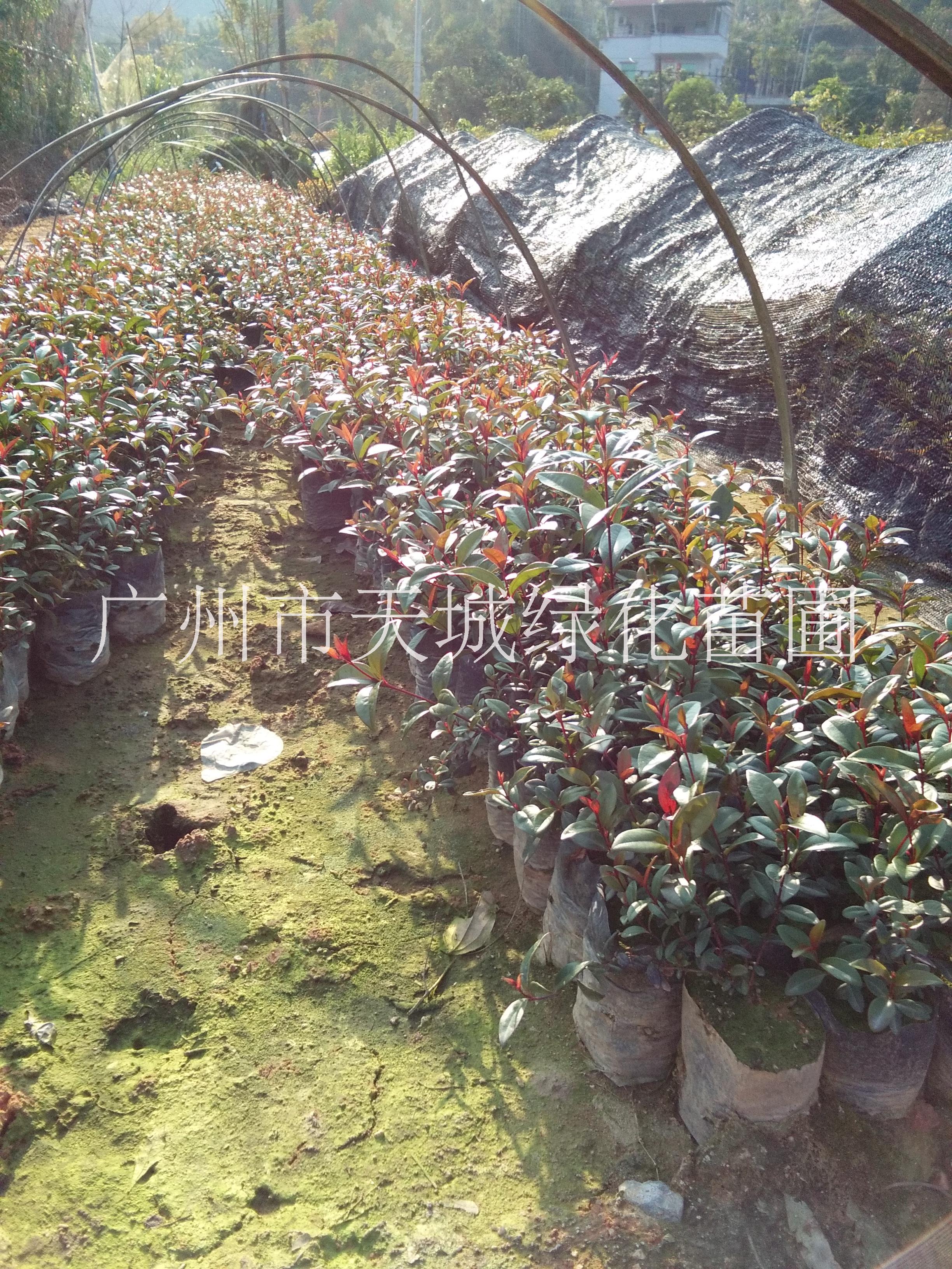 桃金娘樹(shù)苗@桃金娘果@苗圃*直銷(xiāo)桃金娘種苗 桃金娘樹(shù)@山崗念樹(shù)苗 廣西桃金娘樹(shù)