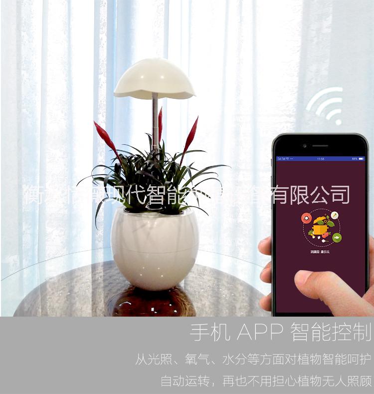 陽(yáng)臺(tái)種菜全智能蔬菜花卉種植蛋種植