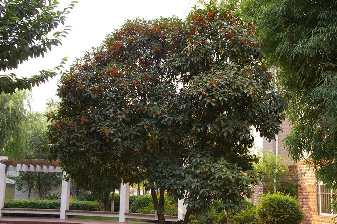 銀桂樹 銀桂樹供應(yīng) 銀桂樹價(jià)格