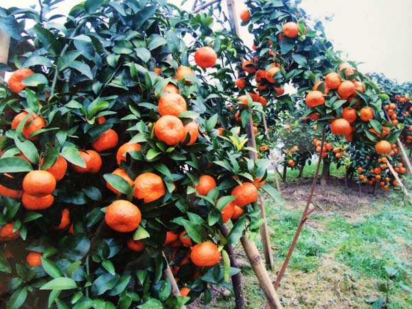 砂糖桔價格 糖桔苗供應 哪里有砂糖桔賣