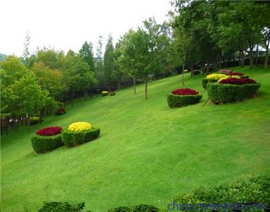 內(nèi)蒙古草坪 內(nèi)蒙古優(yōu)質(zhì)草坪 內(nèi)蒙古草坪價(jià)格
