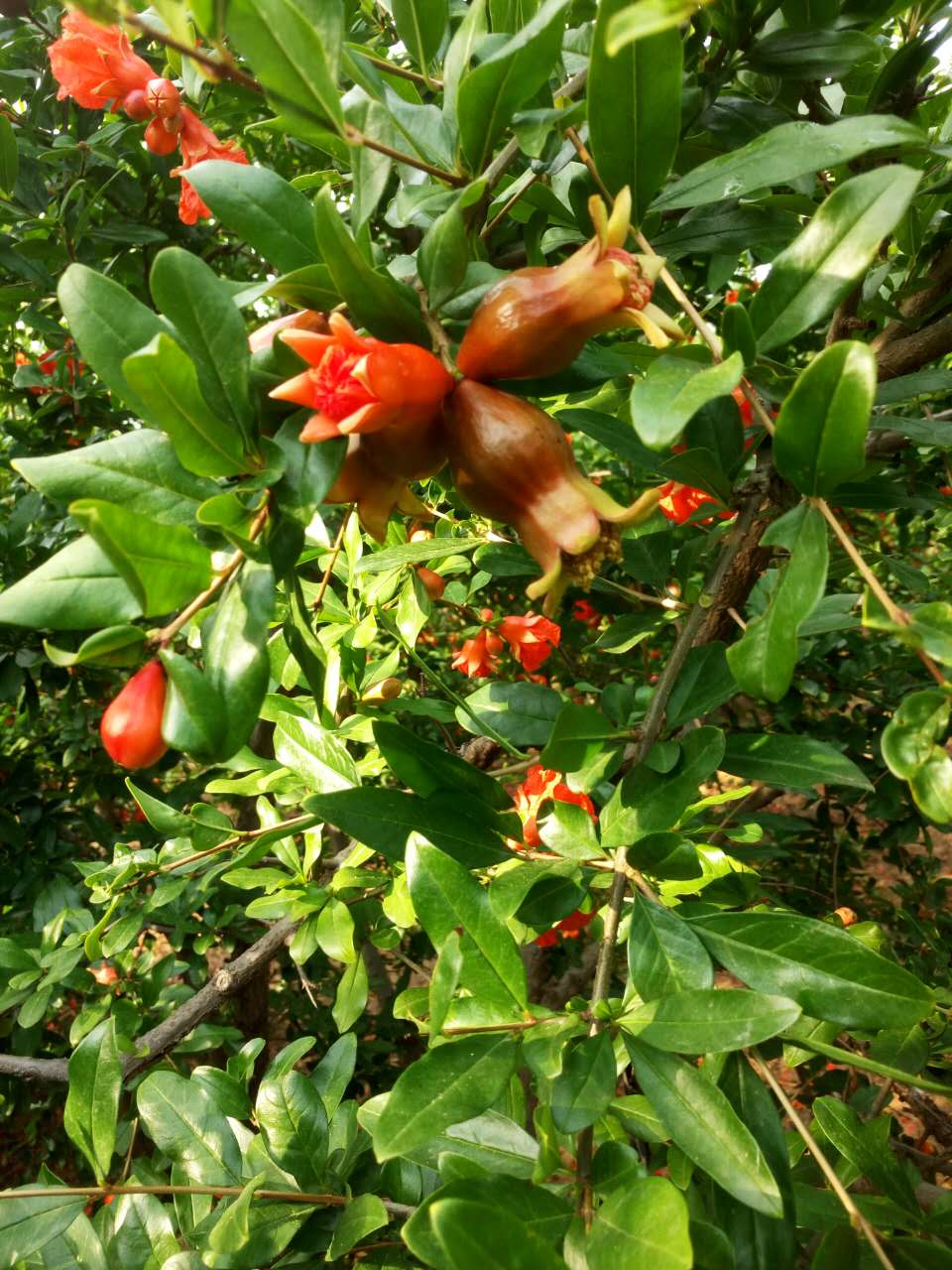 胭脂紅軟籽石榴供應(yīng) 哪里有軟籽石榴賣 軟籽石榴供應(yīng)商