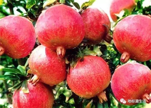 軟籽石榴基地 哪里有軟籽石榴賣 軟籽石榴供應(yīng)商