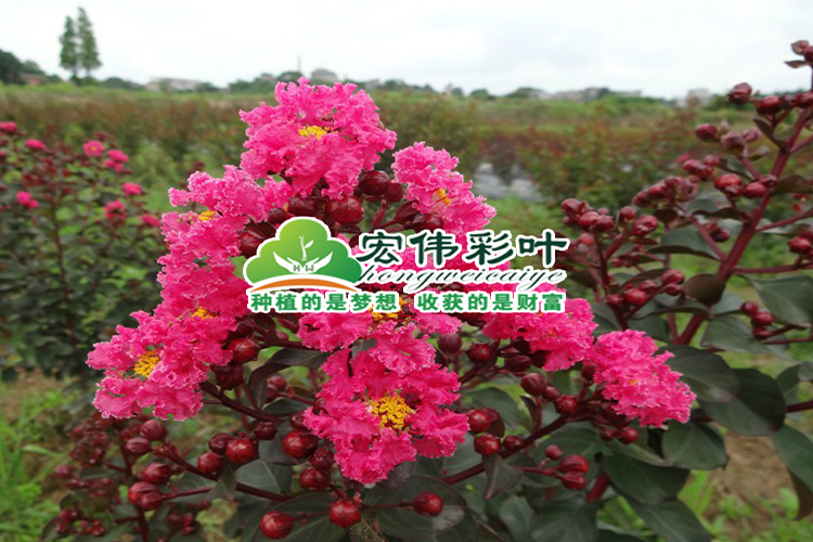 *紅葉紅花紫薇美國紅葉紫薇苗天鵝絨紫薇 美國三紅紫薇 包成活 紅葉紅花紫薇  美國天鵝絨紫薇