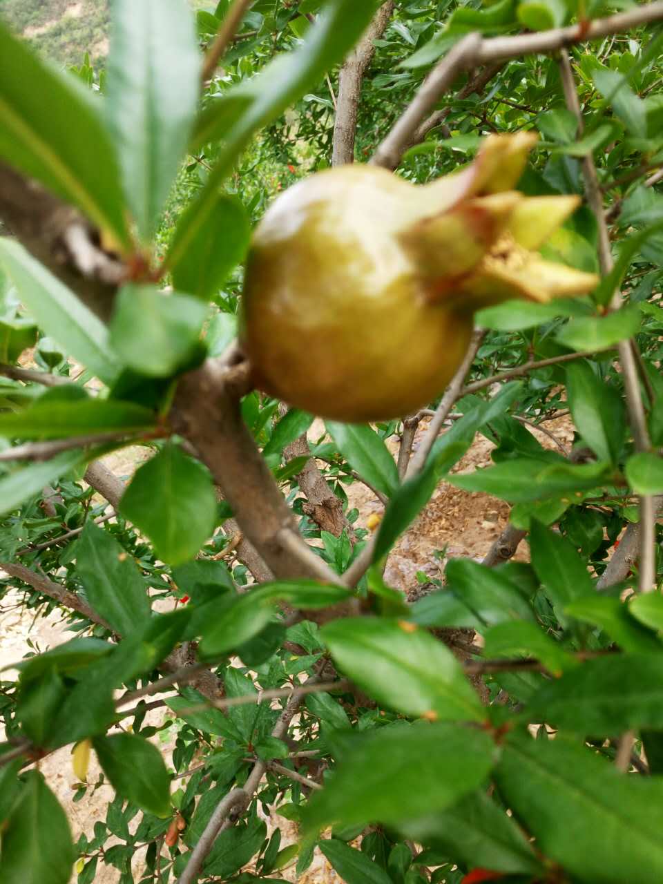 軟籽石榴基地 哪里有軟籽石榴賣 軟籽石榴供應(yīng)商