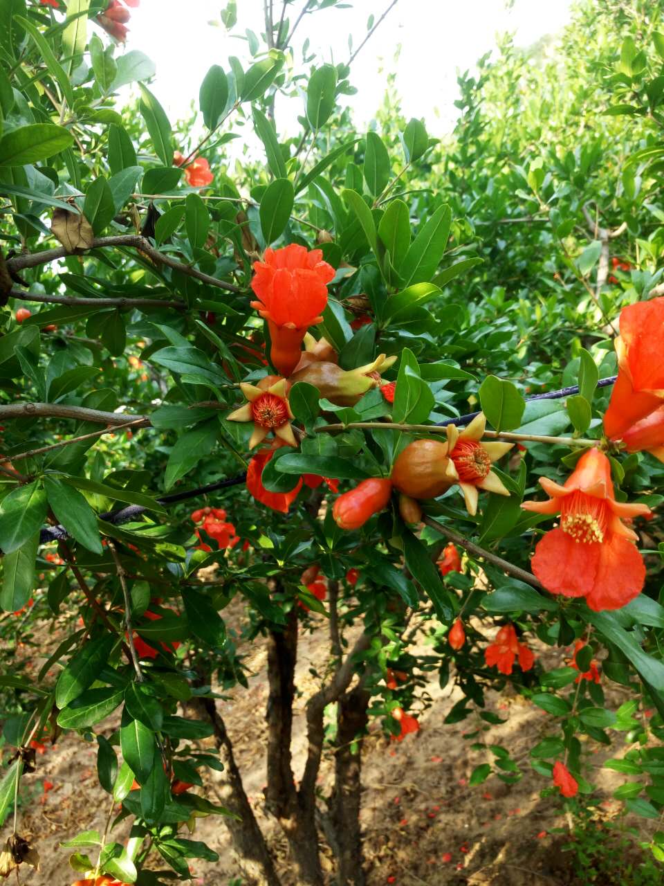 紅如意軟籽石榴 哪里有軟籽石榴賣 軟籽石榴供應(yīng)商