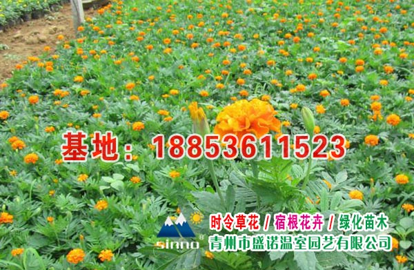 孔雀草 孔雀草苗