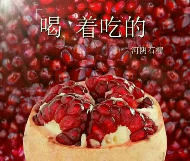 胭脂紅軟籽石榴供應(yīng) 哪里有軟籽石榴賣 軟籽石榴供應(yīng)商