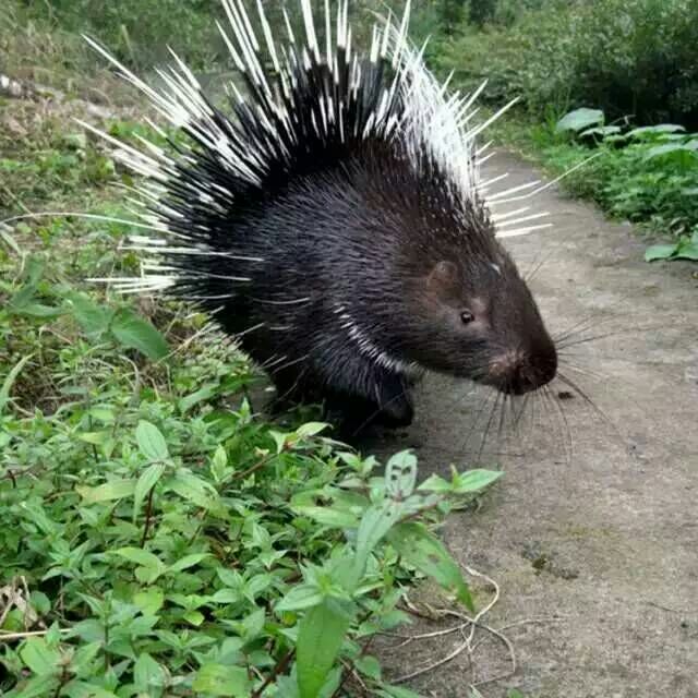 * 刺豬