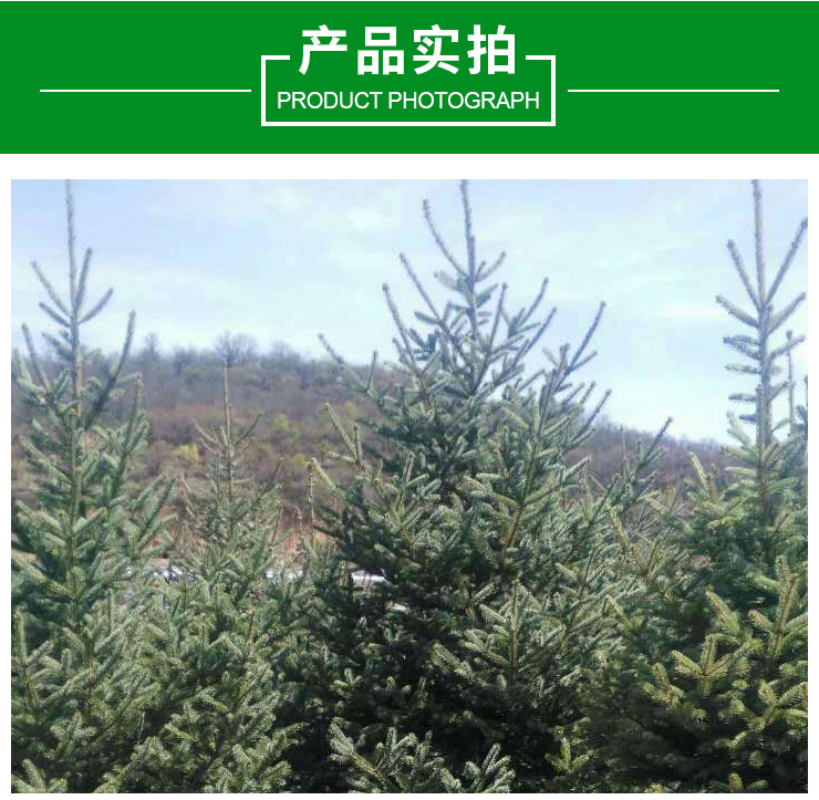 甘肅云杉，、西北云杉、云杉大量出售 甘肅云杉、西北云杉、云杉大量批發(fā)