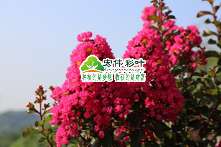 *紅葉紅花紫薇美國紅葉紫薇苗天鵝絨紫薇 美國三紅紫薇 包成活 紅葉紅花紫薇  美國天鵝絨紫薇