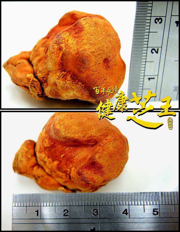 牛樟芝原生態(tài)純牛樟菇*4年半大球球菇子實(shí)體干燥11克一盒