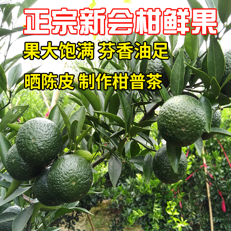 新會(huì)柑 *新會(huì)柑鮮果 茶坑柑 圈枝柑 梅江青柑 新會(huì)小青柑 茶枝柑