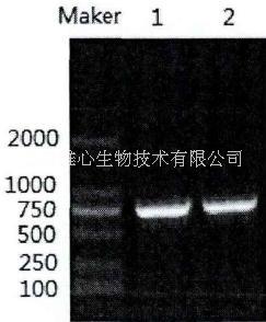 供應(yīng)用于細(xì)胞分離培養(yǎng)的重組人胰蛋白酶