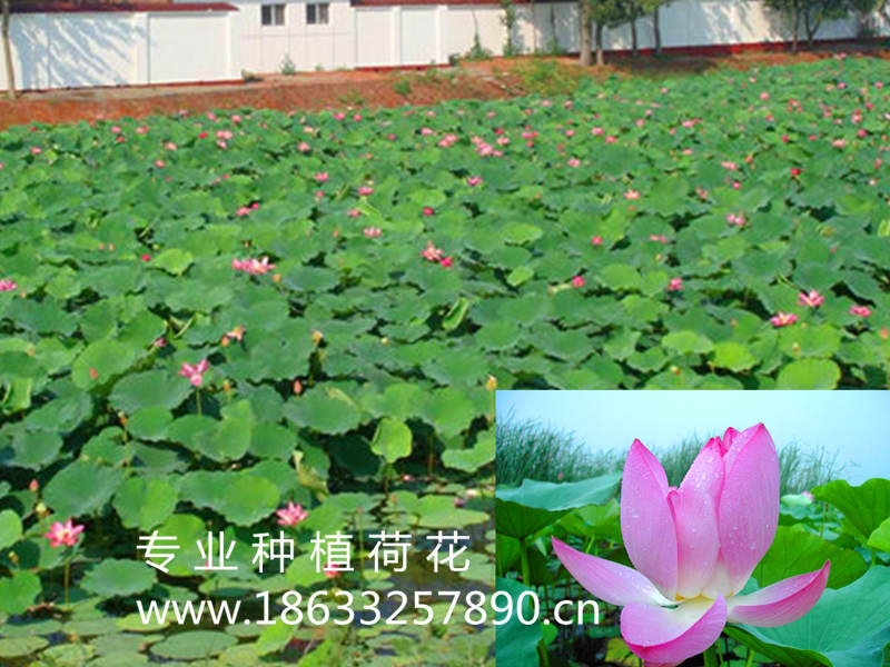 水體綠化美化種植荷花18633257890