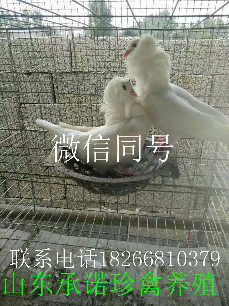 白元寶鴿的價格 山東白元寶鴿的價格 山東白元寶鴿養(yǎng)殖 觀賞鴿養(yǎng)殖技術