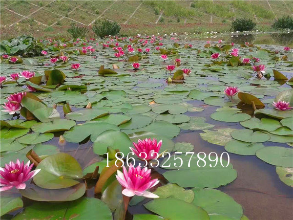 水面綠化水體凈化種植睡蓮18633257890