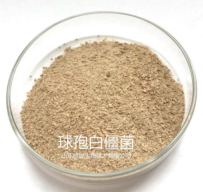 白僵菌山東綠隴生物|生物殺蟲|殺滅昆蟲綱及蛛形綱蜱螨目|林業(yè)殺蟲劑白僵菌